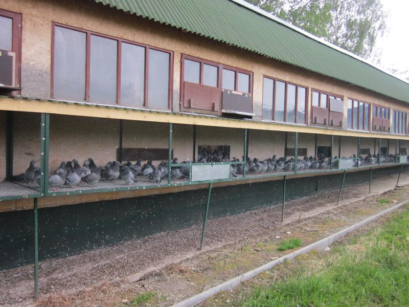 One Loft Pigeon Race Trappers Loop Challenge KMFP One Loft Pigeon Race Trappers Loop Challenge KMFP
