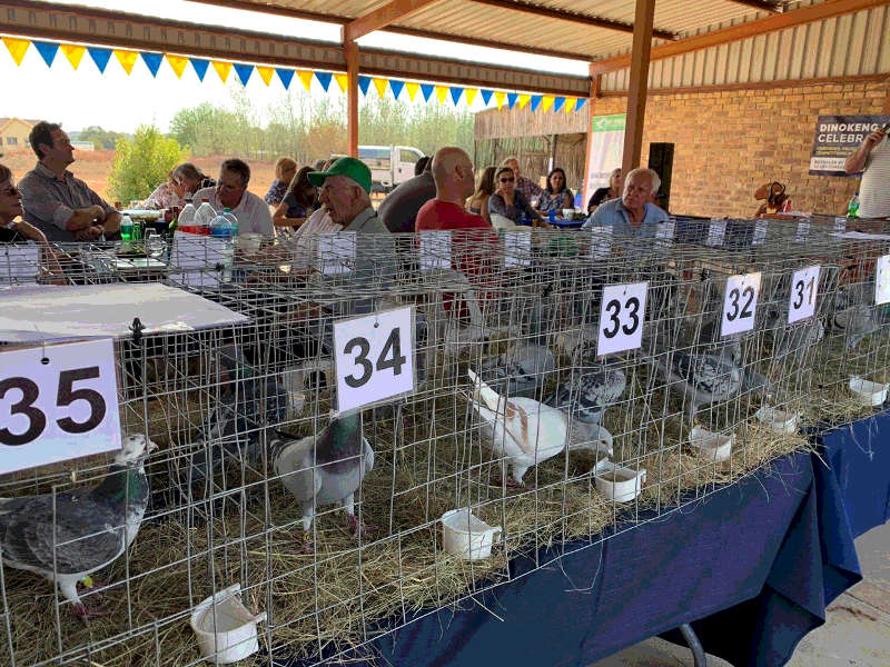 BENZING One Loft Race