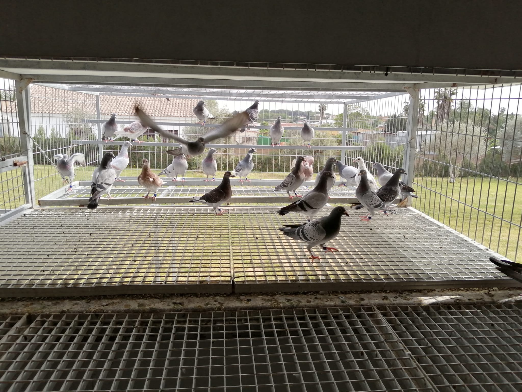 BENZING One Loft Race