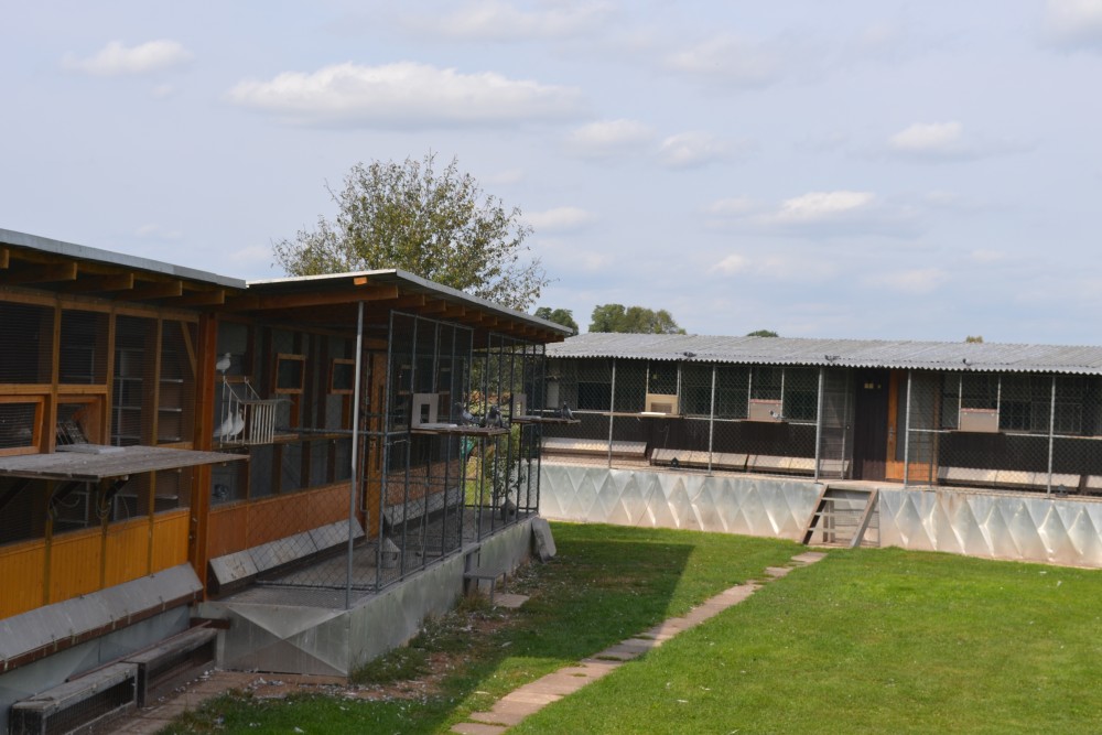 BENZING One Loft Race